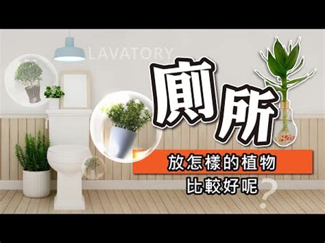 適合放浴室的植物|浴室也能綠意盎然！6種高效浴室植物淨化空氣 